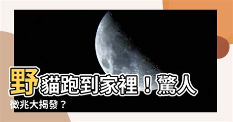 野貓跑到家裡|如何驅逐擾人的野貓